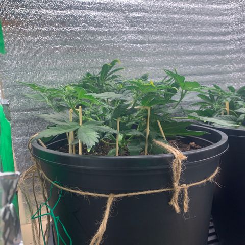 NYC diesel x White widow Auto growlog timeline photo