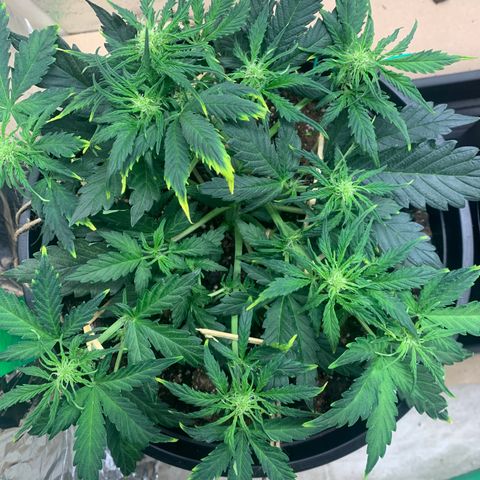 NYC diesel x White widow Auto growlog timeline photo