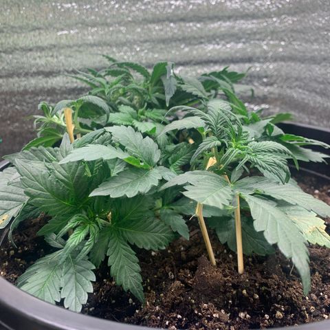 White widow Auto growlog timeline photo