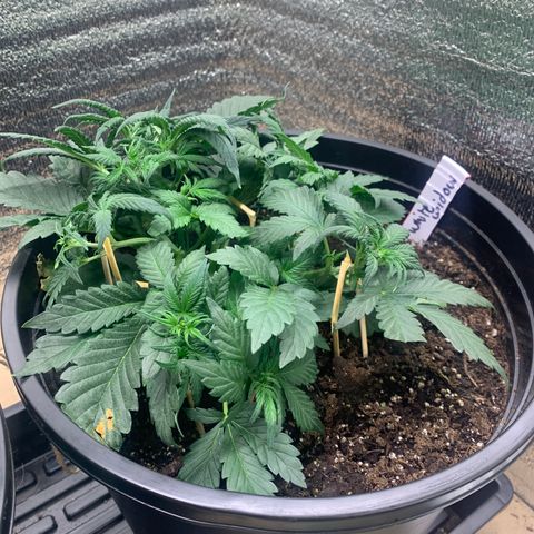 White widow Auto growlog timeline photo