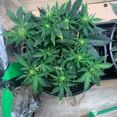NYC diesel x White widow Auto growlog timeline photo