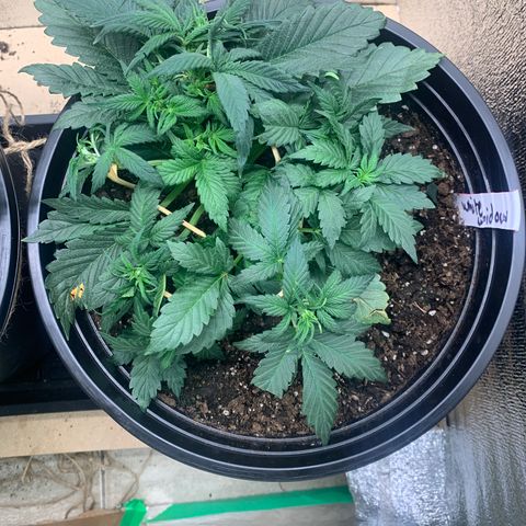 White widow Auto growlog timeline photo