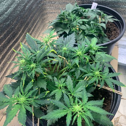 NYC diesel x White widow Auto growlog timeline photo