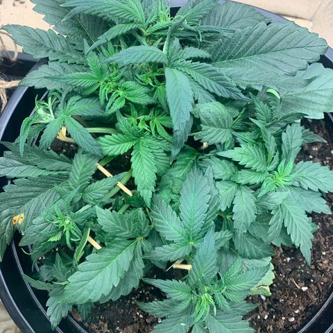 White widow Auto growlog timeline photo