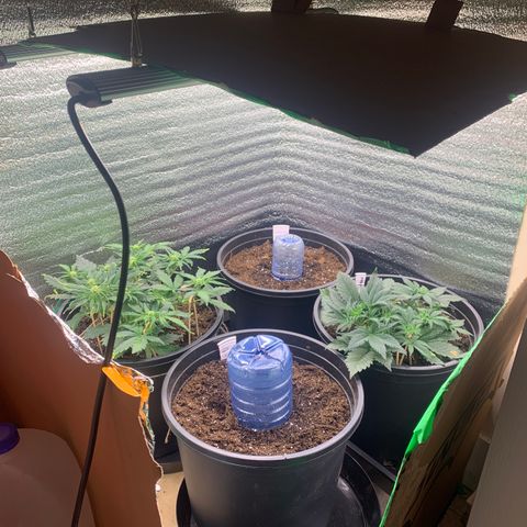 White widow Auto growlog timeline photo