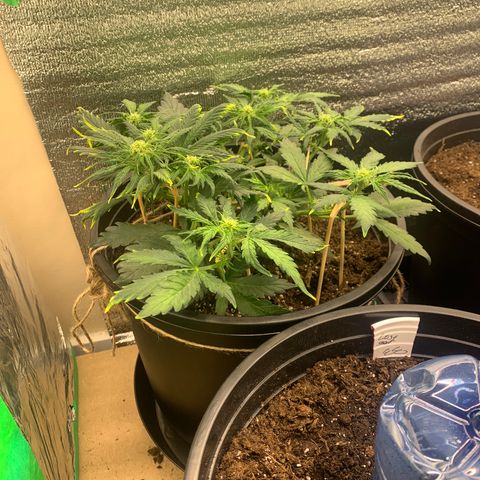 NYC diesel x White widow Auto growlog timeline photo