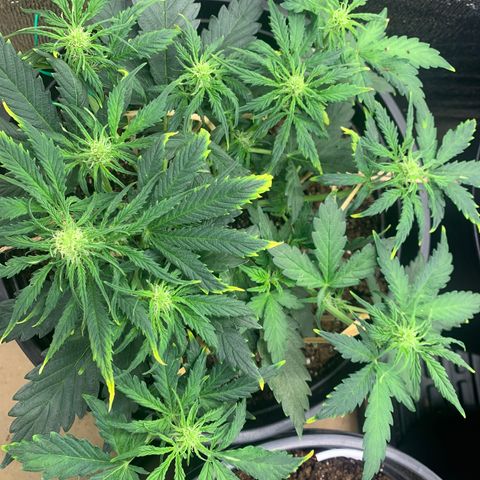 NYC diesel x White widow Auto growlog timeline photo