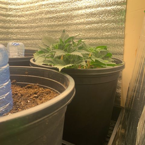 White widow Auto growlog timeline photo