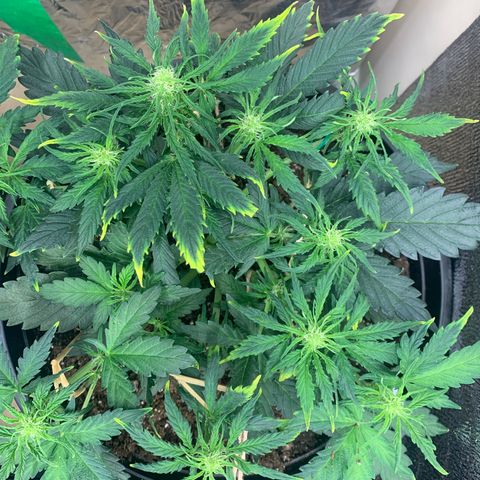 NYC diesel x White widow Auto growlog timeline photo