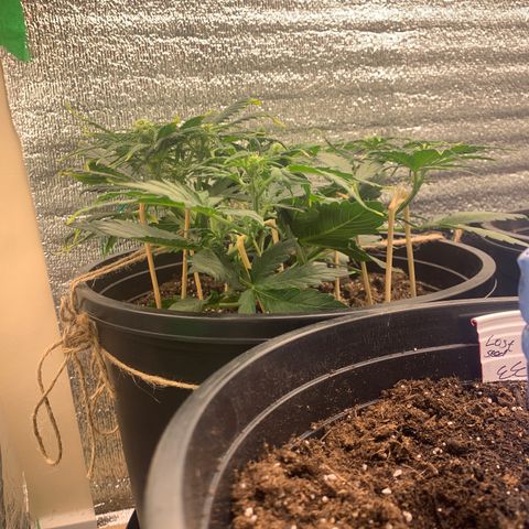 NYC diesel x White widow Auto growlog timeline photo