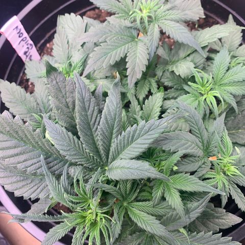 White widow Auto growlog timeline photo