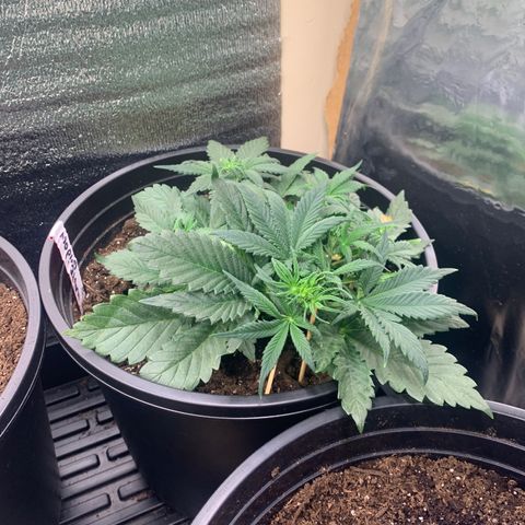 White widow Auto growlog timeline photo