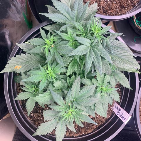 White widow Auto growlog timeline photo
