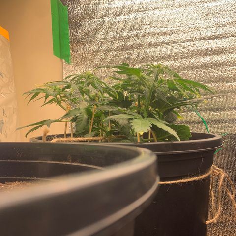 NYC diesel x White widow Auto growlog timeline photo