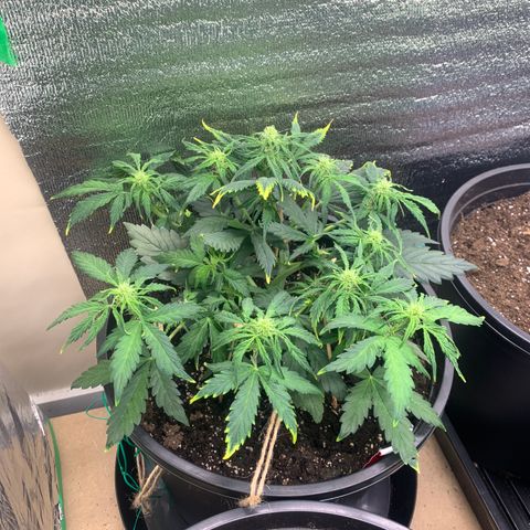 NYC diesel x White widow Auto growlog timeline photo