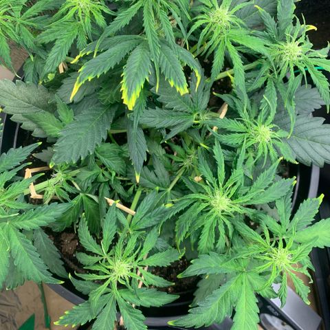 NYC diesel x White widow Auto growlog timeline photo