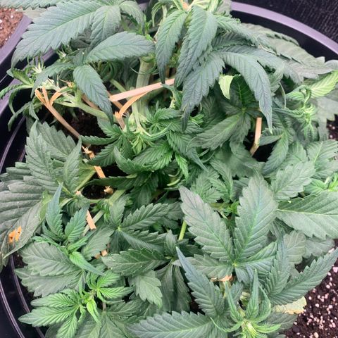 White widow Auto growlog timeline photo