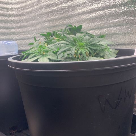 White widow Auto growlog timeline photo