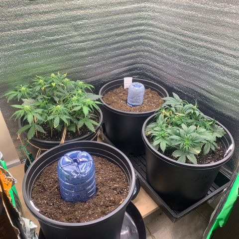 White widow Auto growlog timeline photo