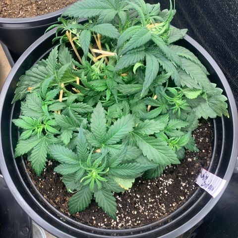 White widow Auto growlog timeline photo