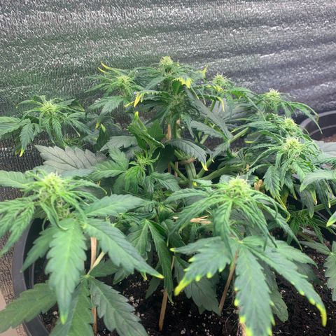 NYC diesel x White widow Auto growlog timeline photo