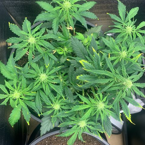 NYC diesel x White widow Auto growlog timeline photo