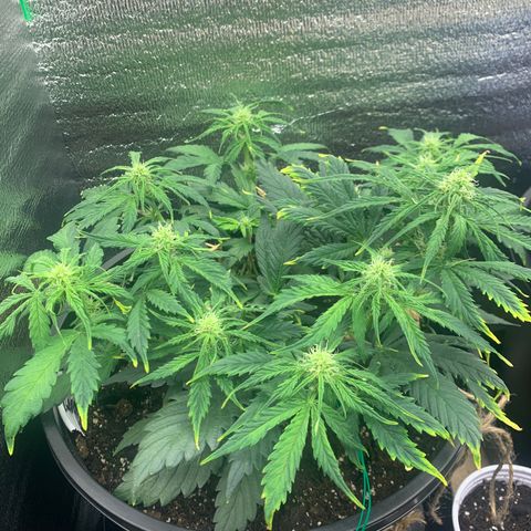 NYC diesel x White widow Auto growlog timeline photo