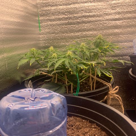 NYC diesel x White widow Auto growlog timeline photo