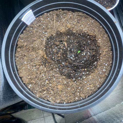 Lost seed growlog photo: Lost this little girl when germinating her. But she found herself lol 