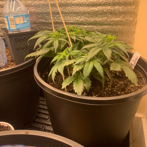 White widow Auto growlog timeline photo