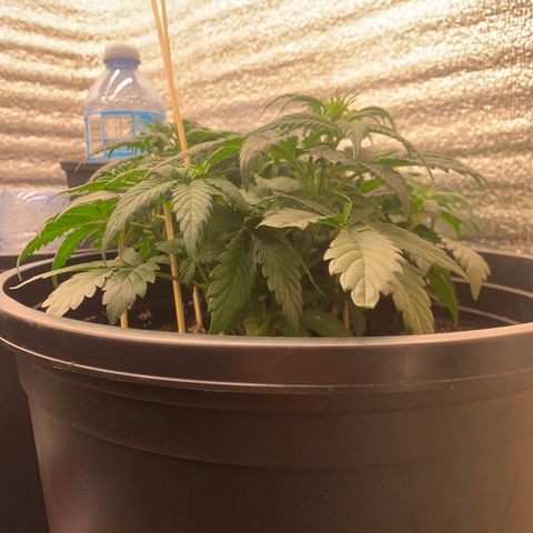White widow Auto growlog timeline photo