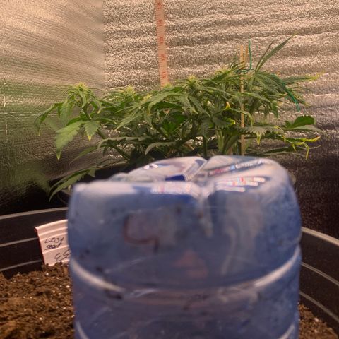 NYC diesel x White widow Auto growlog timeline photo