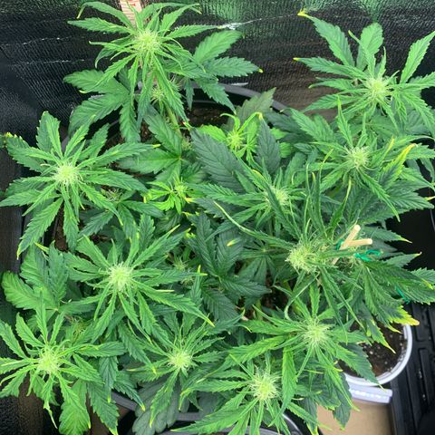 NYC diesel x White widow Auto growlog timeline photo