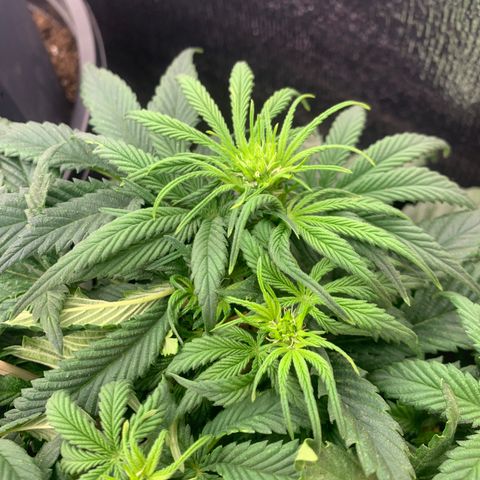 White widow Auto growlog timeline photo