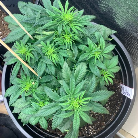White widow Auto growlog timeline photo