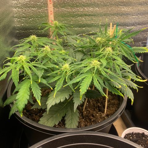 NYC diesel x White widow Auto growlog timeline photo