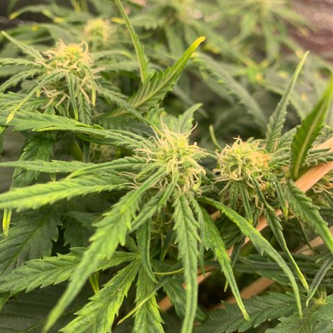 NYC diesel x White widow Auto growlog timeline photo