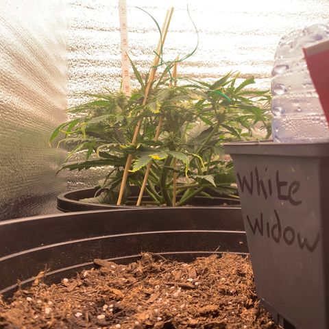 NYC diesel x White widow Auto growlog timeline photo