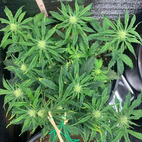 NYC diesel x White widow Auto growlog timeline photo