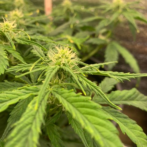 NYC diesel x White widow Auto growlog timeline photo