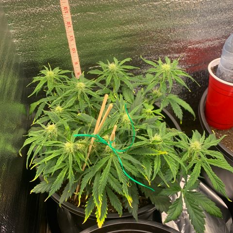 NYC diesel x White widow Auto growlog timeline photo