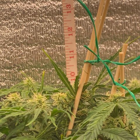 NYC diesel x White widow Auto growlog timeline photo