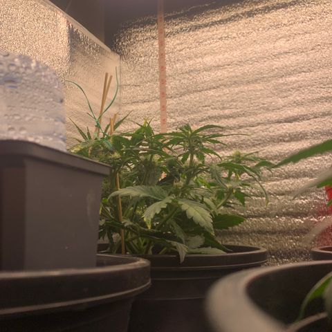 NYC diesel x White widow Auto growlog timeline photo