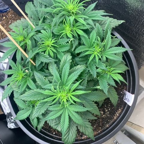 White widow Auto growlog timeline photo