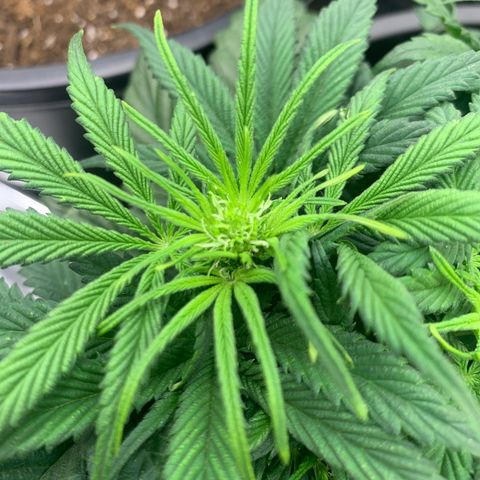 White widow Auto growlog timeline photo