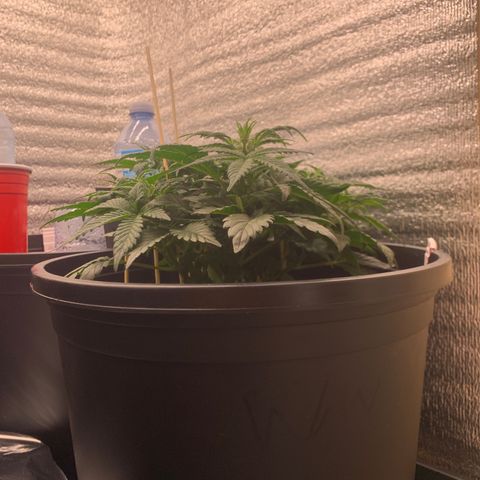 White widow Auto growlog timeline photo