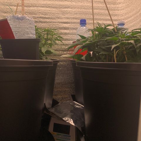 White widow Auto growlog timeline photo