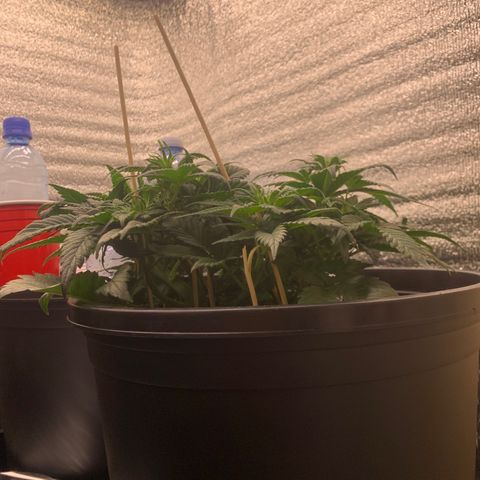 White widow Auto growlog timeline photo