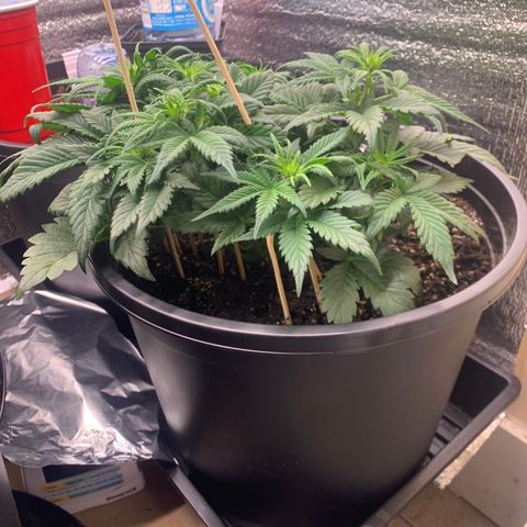 White widow Auto growlog timeline photo