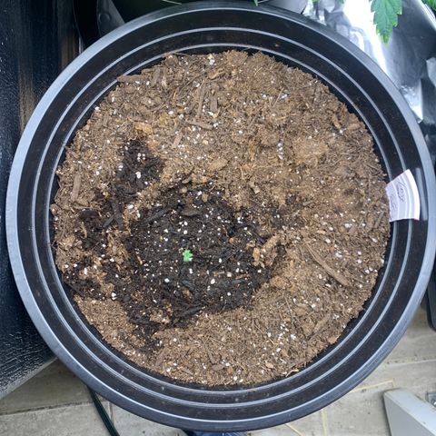 Lost seed growlog timeline photo